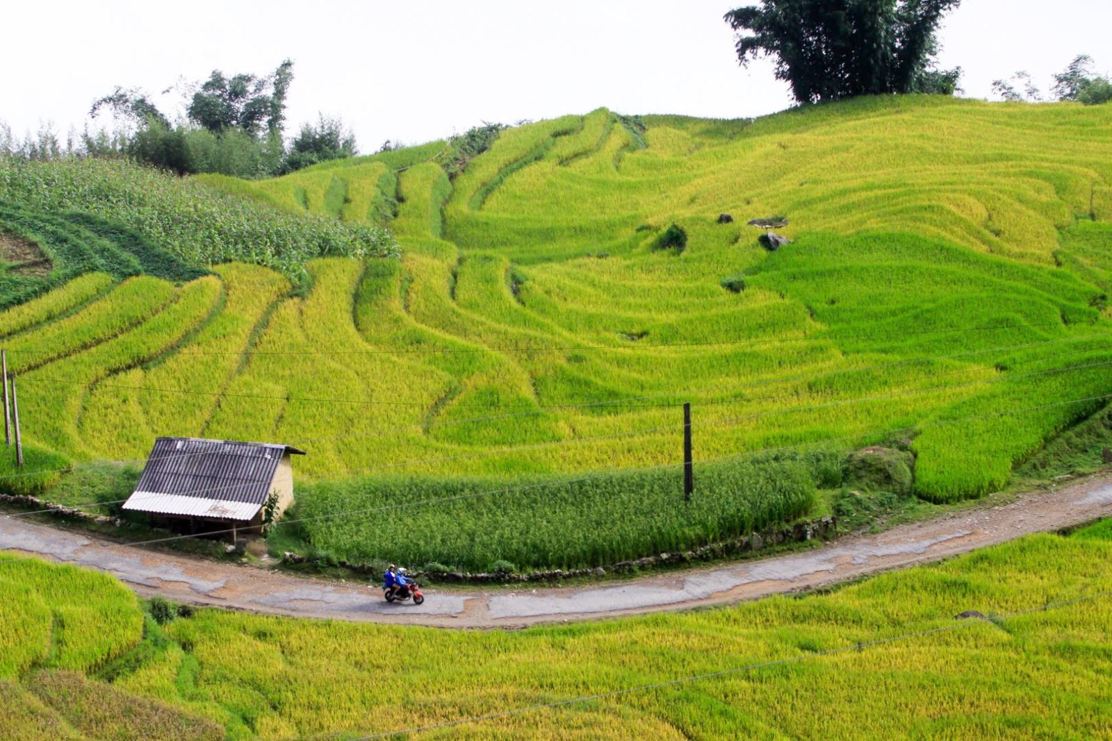 Ripening rice fields in Vietnam’s northwestern region