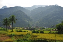 Rice season on Pu Luong Peak