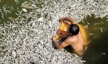 Mass fish death in Hanoi’s West lake due to oxygen depletion