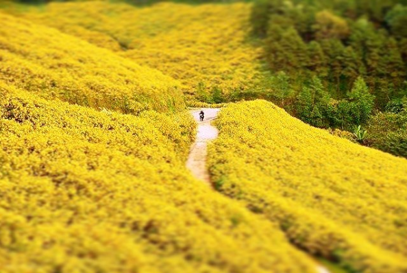 wild sunflower season in dalat