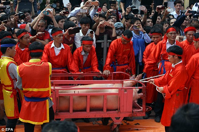 Vietnam bans animal slaughter at violent spring festivals