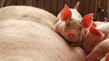 vietnam us jointly study vaccine against african swine fever