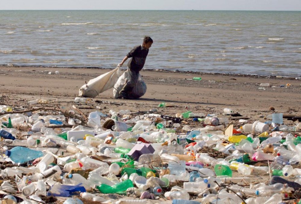 plastics have entered human food chain study shows