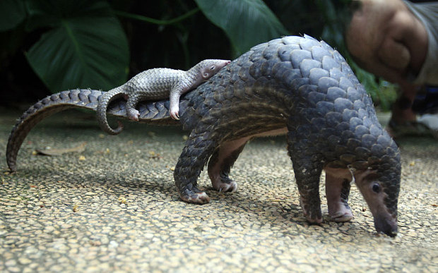 Pangolin and five facts you may not know