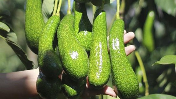Vietnam tries to get US export licence for avocados