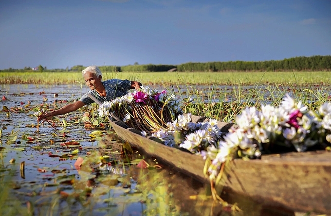 An old woman rows into a flooded field in Kien Tuong Commune to harvest water lilies. The flowers, which blossom during the rainy season, are used for decoration and to make tea. Their stalks are edible and can be eaten raw with fermented paste or braised sauce, or dunked into sour soup and hotpot.At this time of the year its a common sight to see farmers busily harvesting the flowers.