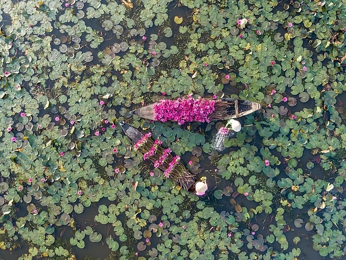 Water lilies are wild plants and do not need planting or caring. During the rainy season, when the canals and rice fields overflow, white and pink water-lilies are in full bloom.