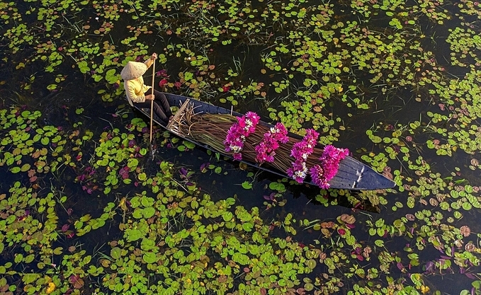 After the water lilies are cleaned of mud and tied into bundles, they are loaded on boats to be delivered to markets and restaurants.A woman carries a bamboo shoulder polewith water lilies to a market.