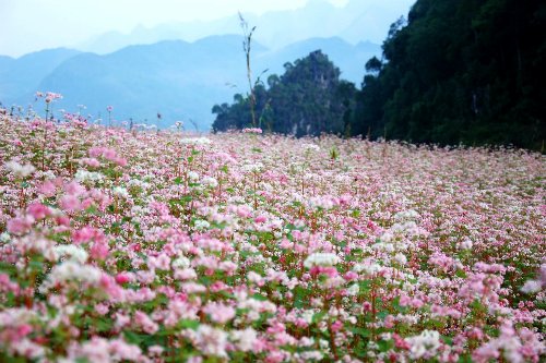 exhibition on buckwheat flower opens in hanoi