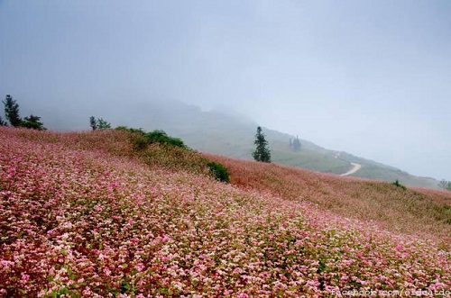 ha giang province hosts karst plateau buckwheat flowers photo exhibition