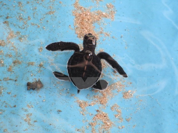 Returning 900 baby turtles to sea