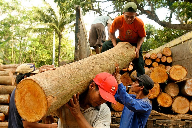 EU, Vietnam move to ban illegal timber trade