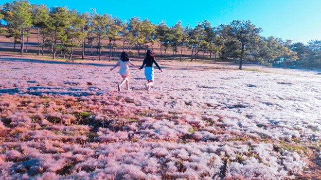 Romantic Da Lat with pink grass hills
