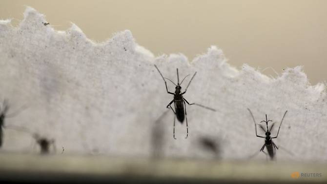scientists determine why second dengue infection is worse than first