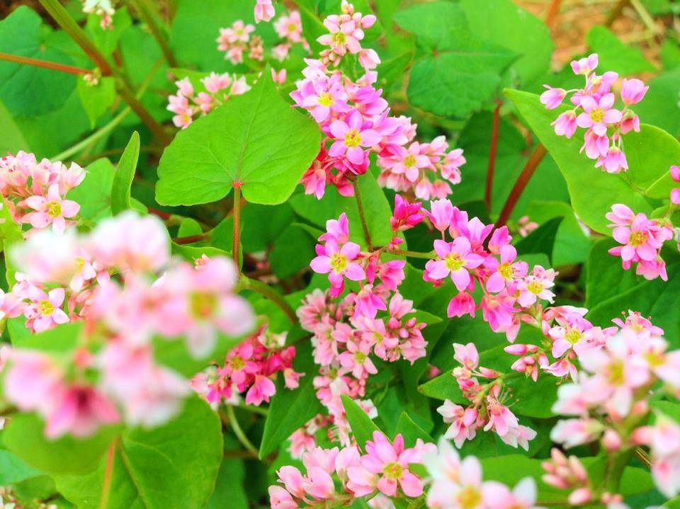 buckwheat flower festival 2018 in ha giang promises diverse activities