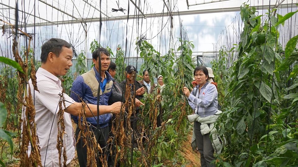 Coffee farming, cultivation techniques training for local farmers in Lam Dong province