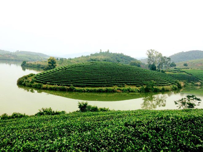 Visiting green tea islands in Nghe An