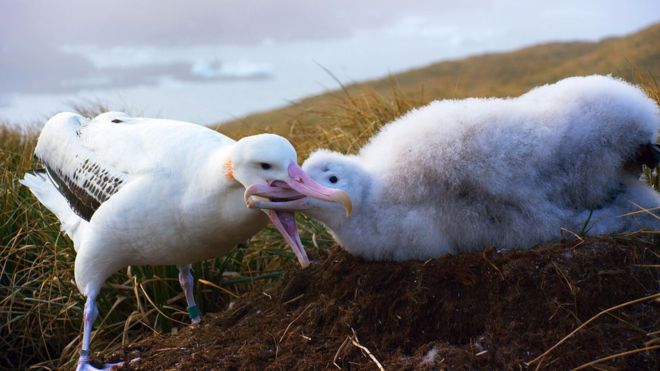 Wandering albatrosses scour the oceans for food to bring back to their chicks