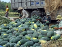 vietnamese chinese firms ink watermelon trade deals