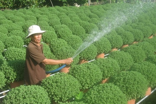 tens of millions of flower pots prepared for tet holidays