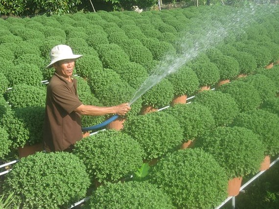 Tens of millions of flower pots prepared for Tet holidays