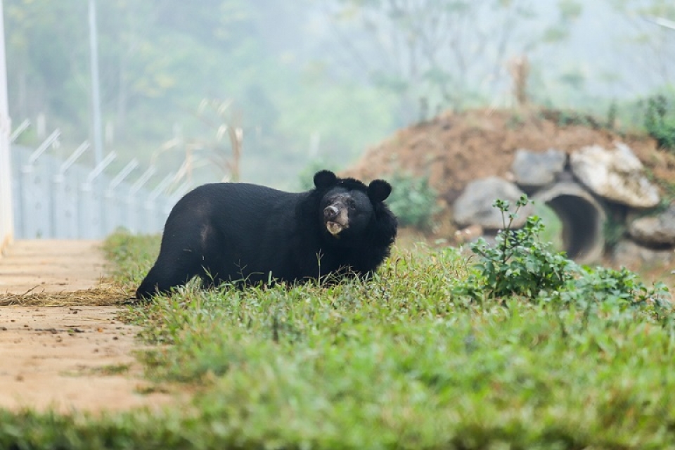 Nearly 40,000 Vietnamese pledge not to consume bear bile