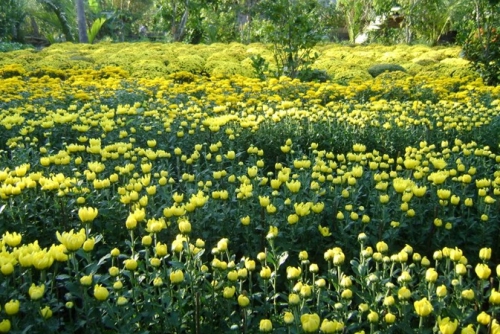 flower farmers prepare for tet