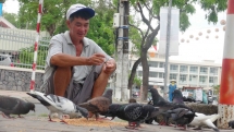 Vietnamese man with hard-earned money feeds pigeons for inner peace, happiness amidst urban hustle