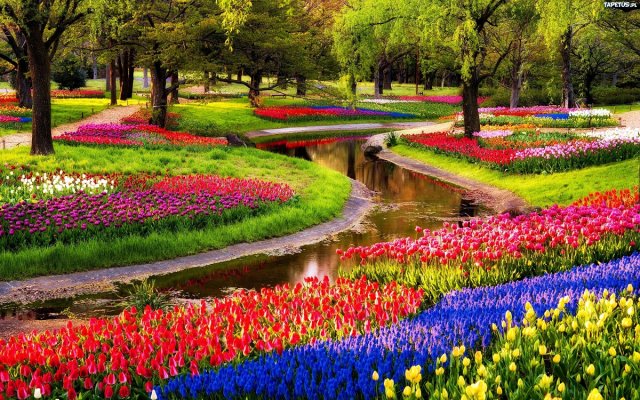 Hanoi to host tulip festival