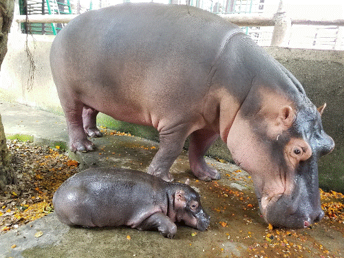 New baby hippo doing well in Dong Nai
