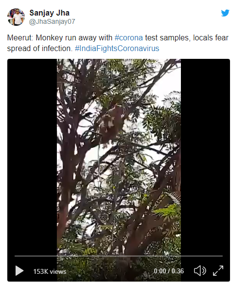 india monkeys steal covid 19 test samples from health worker