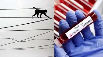 india monkeys steal covid 19 test samples from health worker