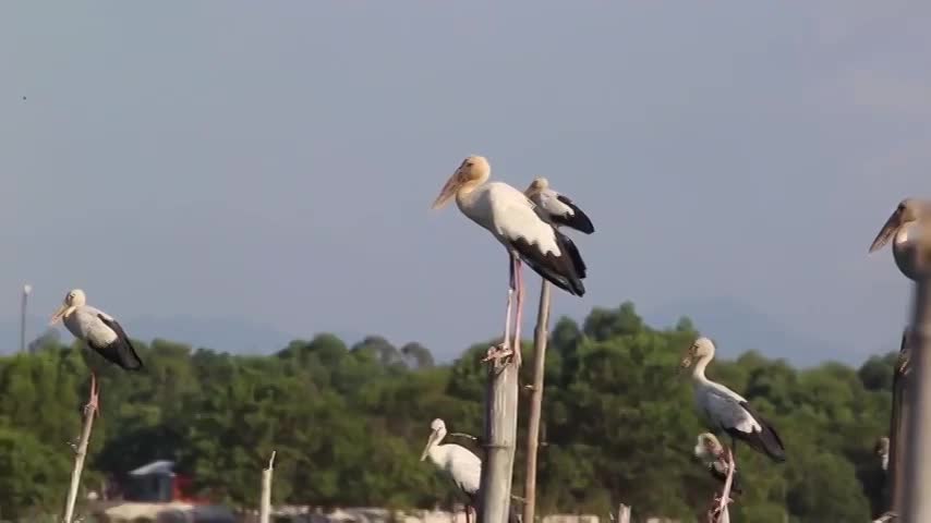 Stunning scene as thousands of rare storks flock Say swamp, central Vietnam