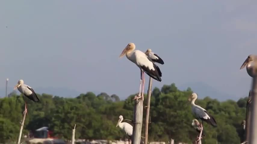Thousands of rare storks flock to water hyacinth river in Vietnam Stunning scene as thousands of rare storks flock Say swamp, central Vietnam